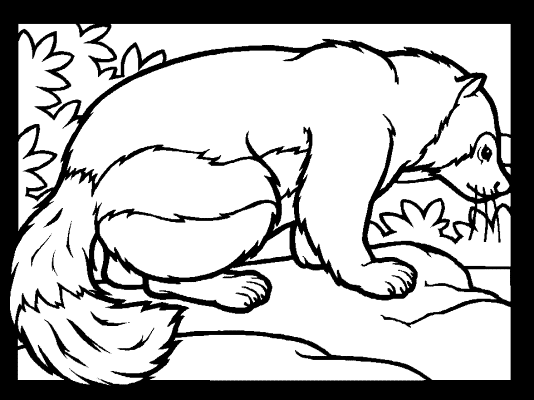 badger coloring page