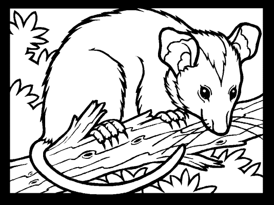 possum coloring page