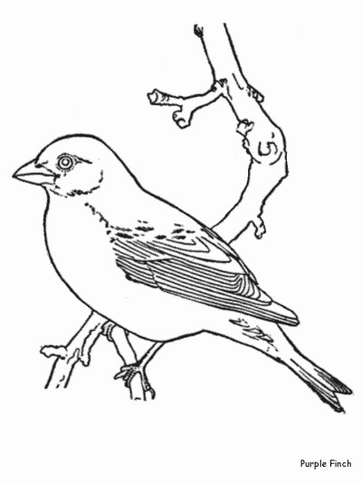 Purple Finch coloring page