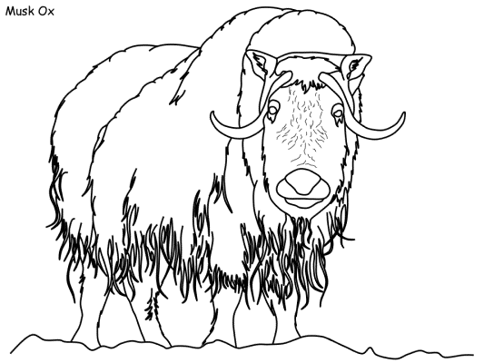musk ox coloring page