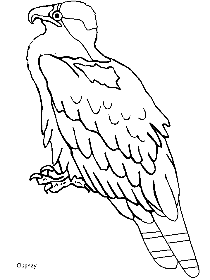 osprey coloring page