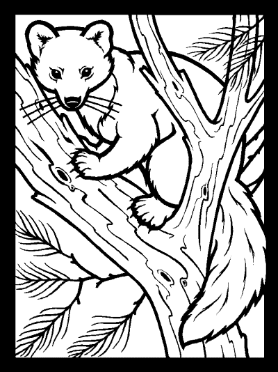 pine martin coloring page