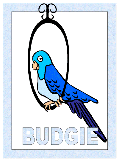 budgie bird coloring page