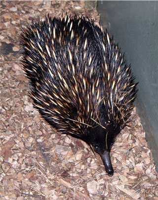 Paper Plate Echidna: Echidna
