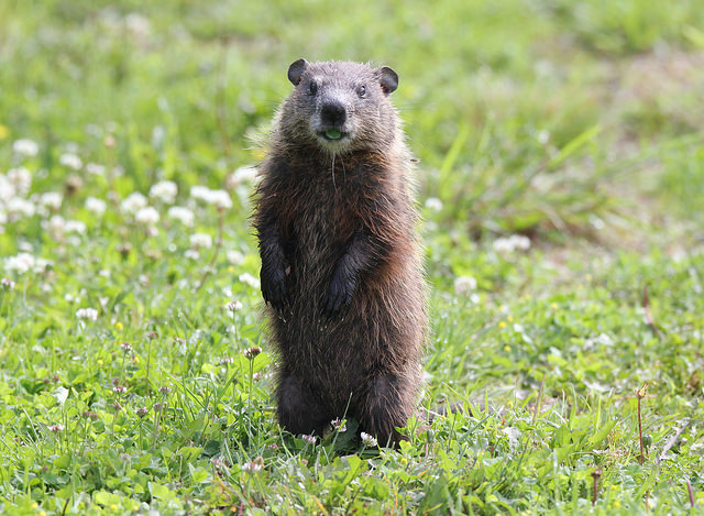 Groundhog’s Day Predictions Paper Craft