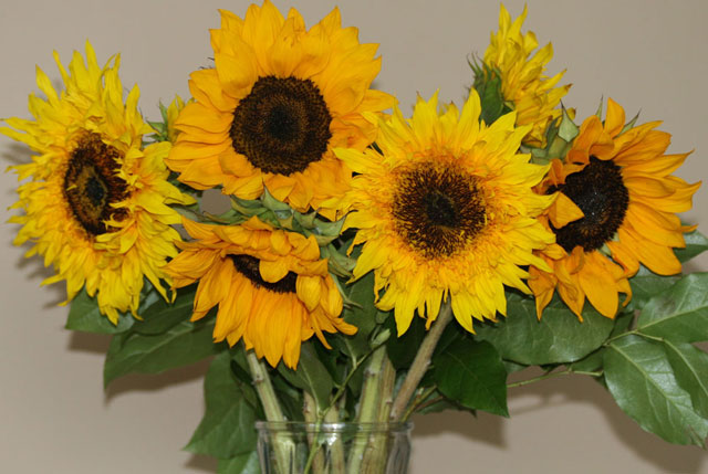 Sunny Sunny Sunflowers