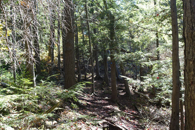 Adirondack Autumn Leaves