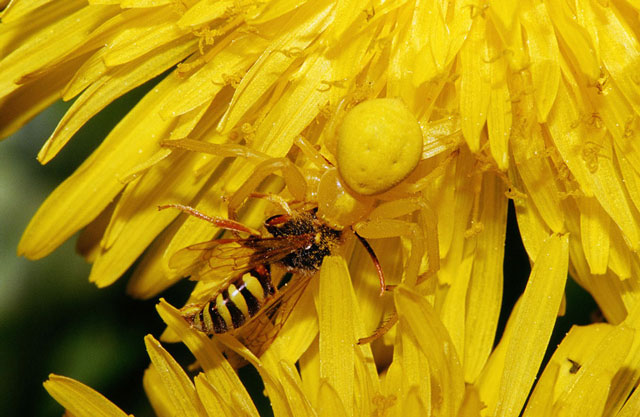 Nat Geo Live Blog Post: golden rod spider