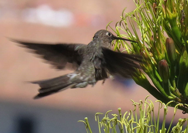 Nat Geo Live Blog Post: hummingbird