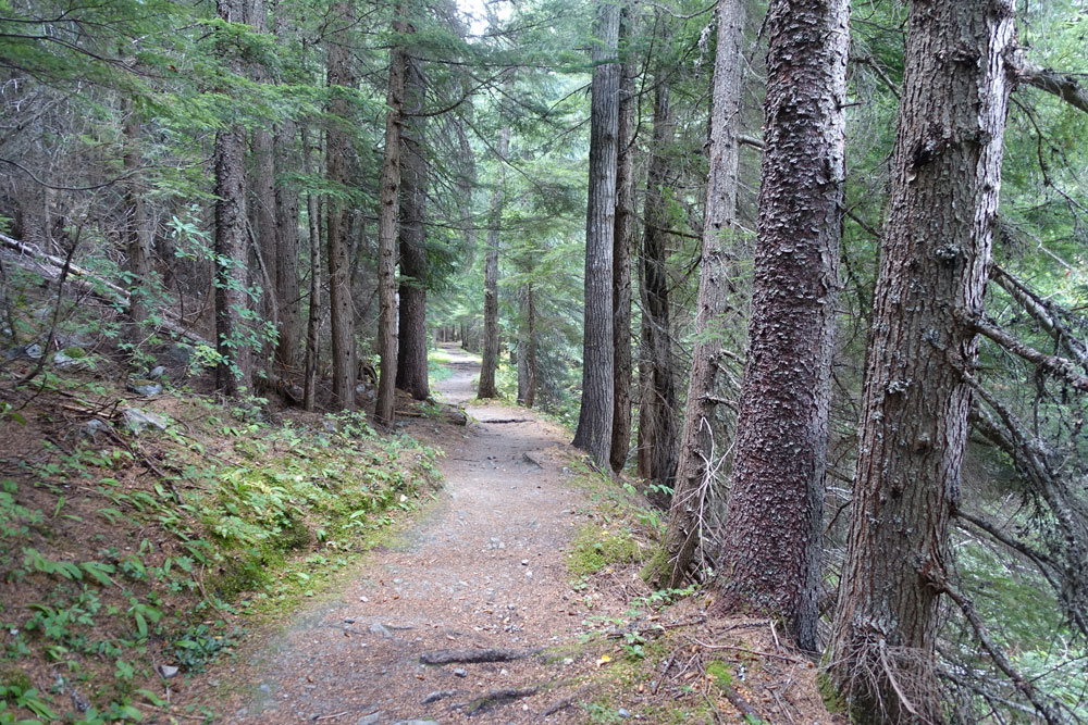 Forest Path
