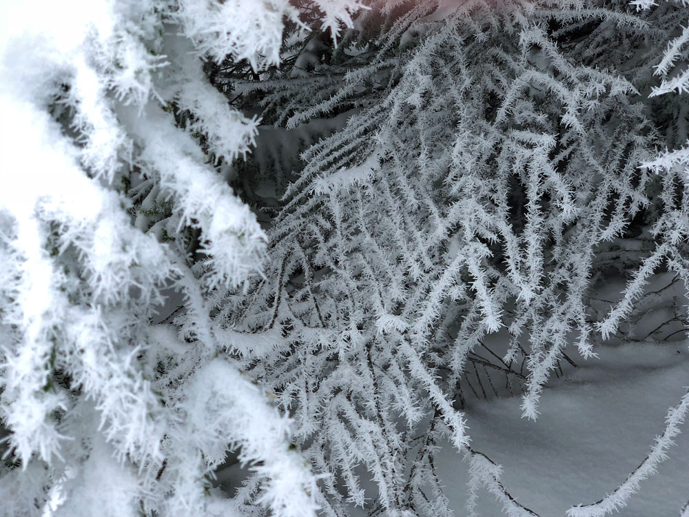 Frost on evergreen trees.