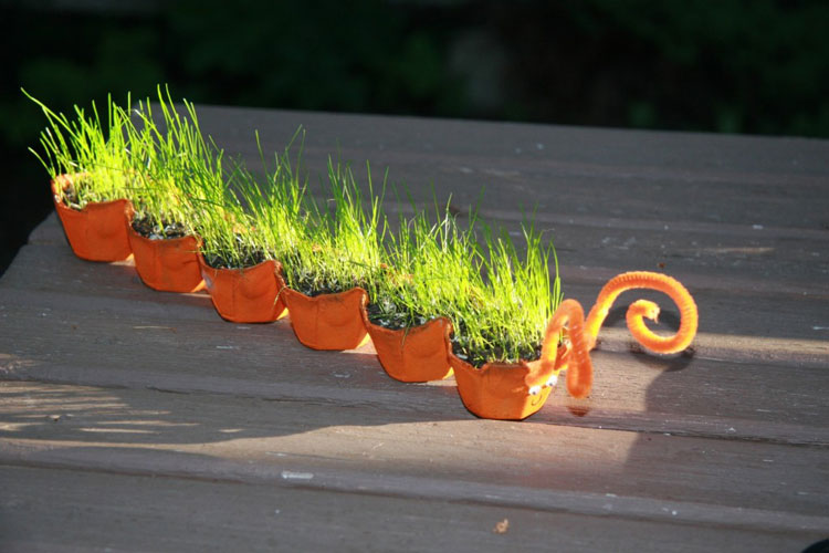 caterpillar grass seed