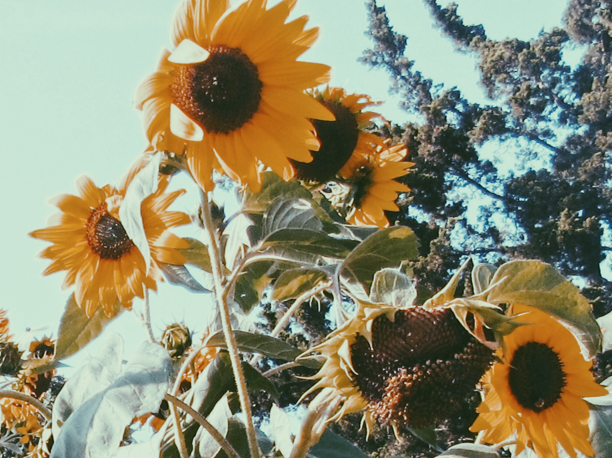 sunflowers in wind