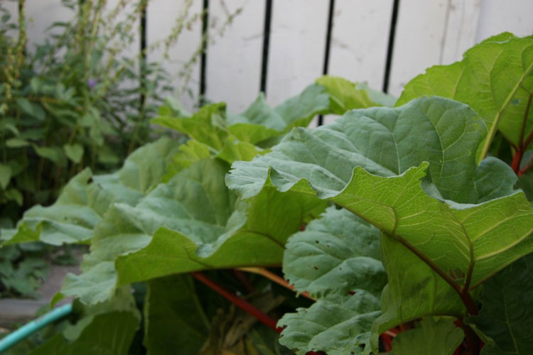 Rhubarb Muffins: Rhubarb Plant