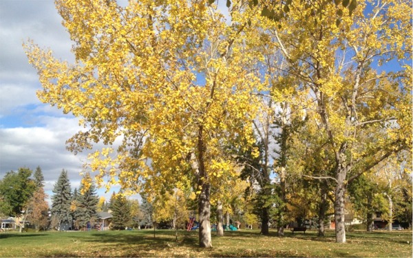 Feeling Thankful: Autumn Trees