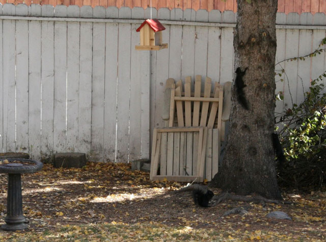 Samson and Delilah Crafts: Squirrel Tag
