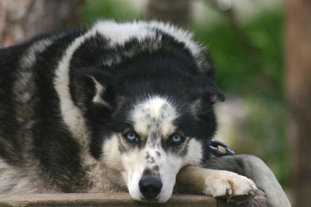 Dog-Sledding: husky dog