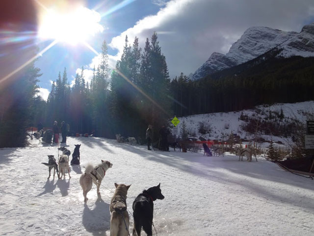 Dog-Sledding: getting ready to go