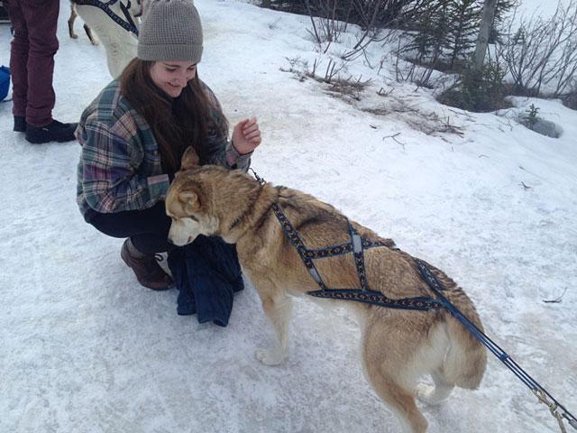 Dog-Sledding: petting dog
