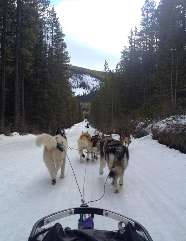 Dog-Sledding: on the path