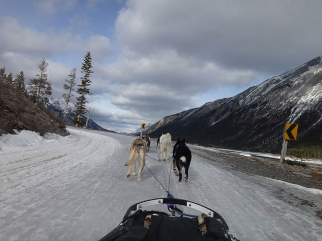 Dog-Sledding: uphill