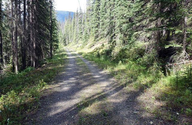Kicking Horse to Amiskwi Trail