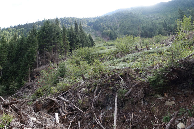 Loop Brook Trail