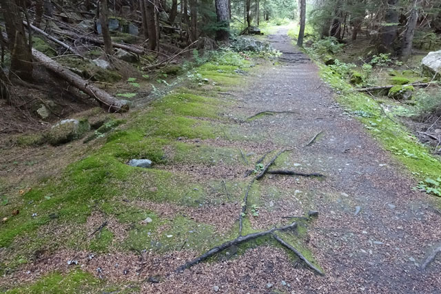 Loop Brook Trail