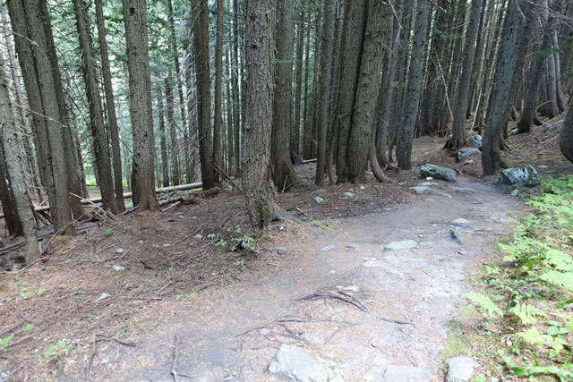 Loop Brook Trail