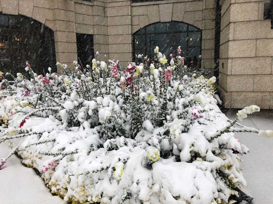 Flowers in the snow.
