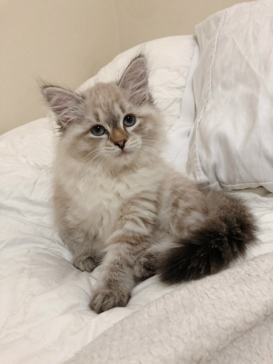 Kitten Sonja