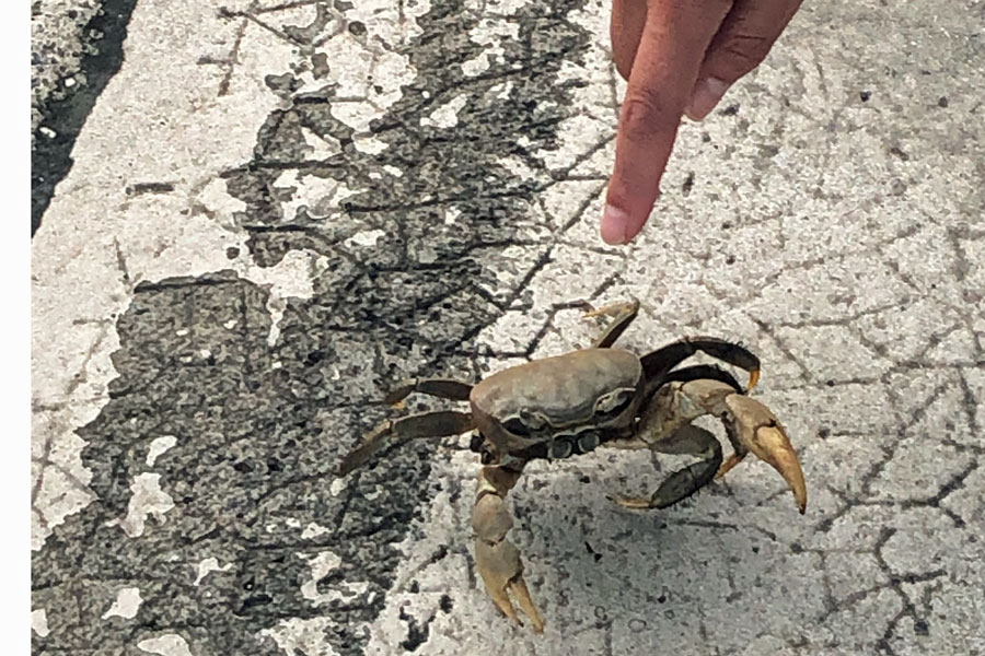 Airport crab.