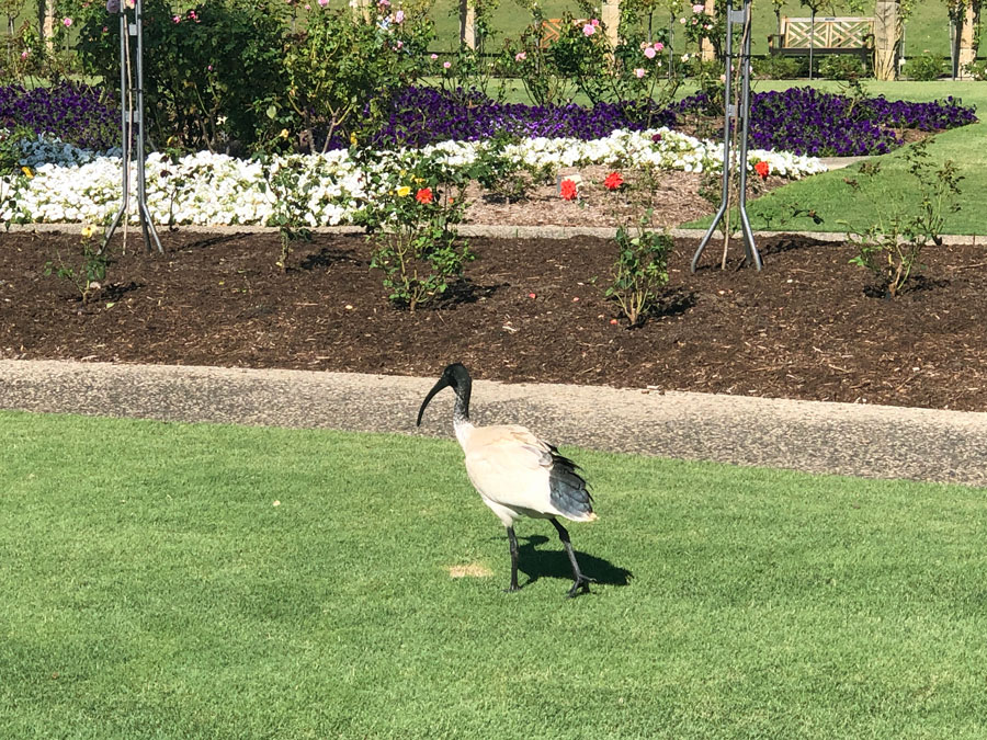 An ibis at the Sydney Royal Botanical Gardens.