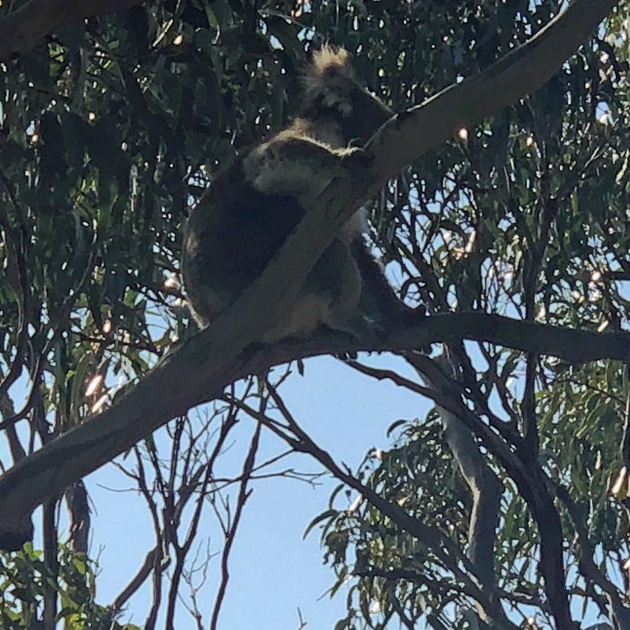 Koalas lived in the eucalytus trees near our stop on the Great Ocean Road. Koalas lived in the eucalytus trees near our stop on the Great Ocean Road.