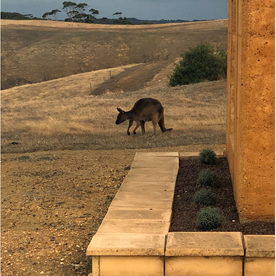 Kangaroos surrounded us at dusk and dawn during our stay at Sky House. Kangaroos surrounded us at dusk and dawn during our stay at Sky House.