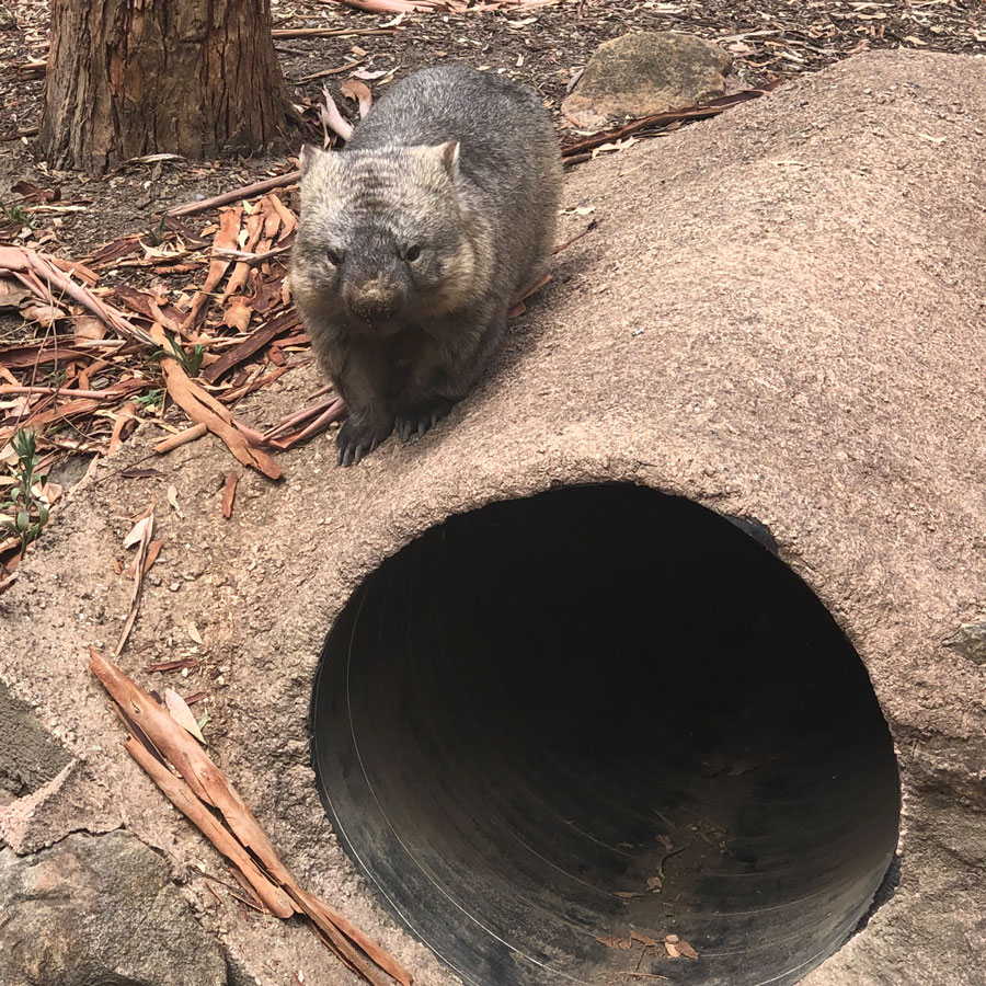 Wombat