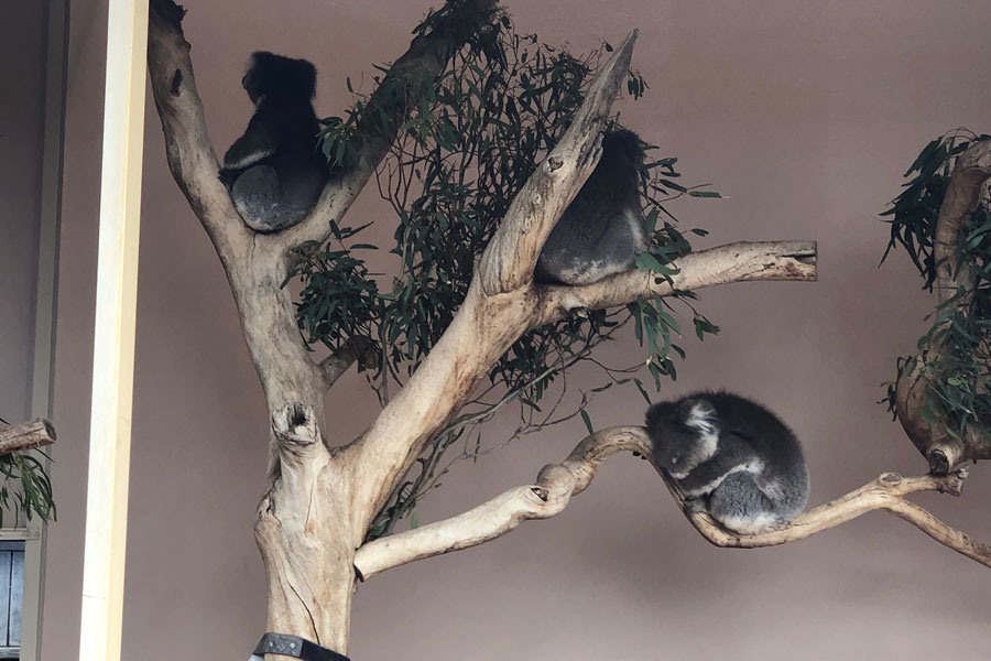 Koalas