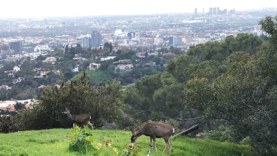 Deer feeding near Griffith Observatory in the Hollywood Hills overlooking Los Angeles.