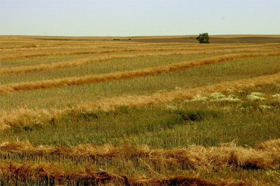 The Saskatchewan Prairie