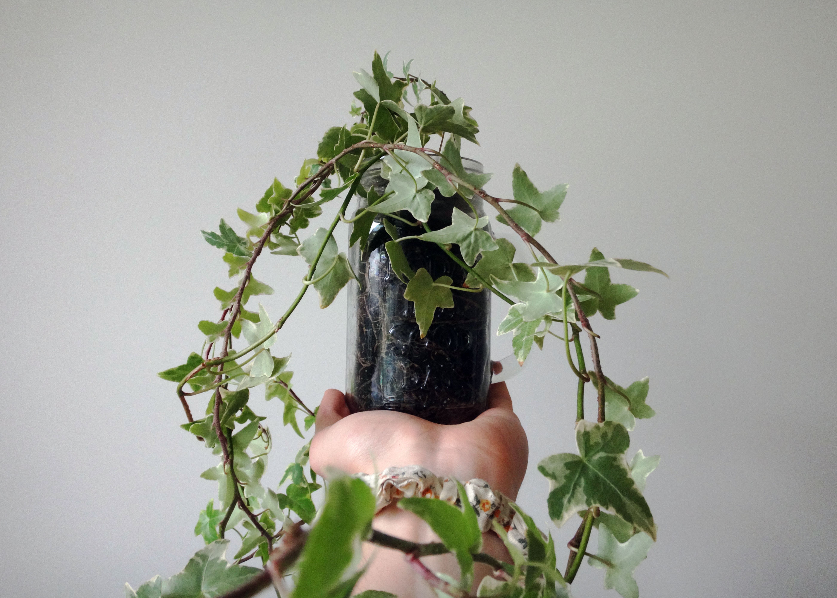 English Ivy.