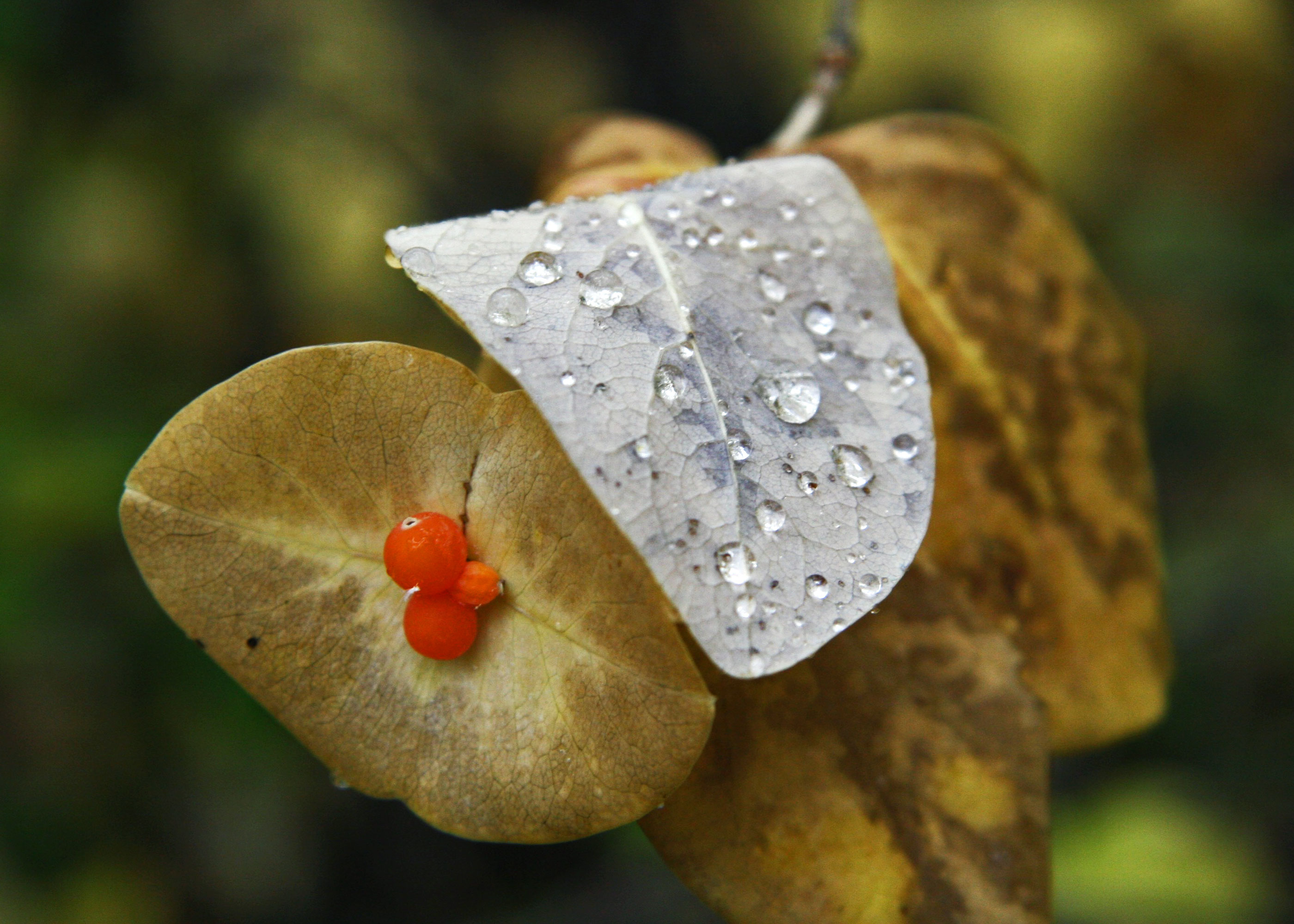 Mindfulness in Autumn.