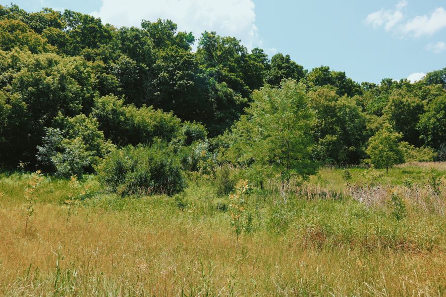 meadow in Ontario, Canada