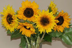 Sunflowers in a Vase