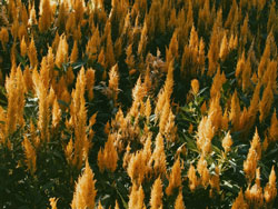 Botanical Gardens