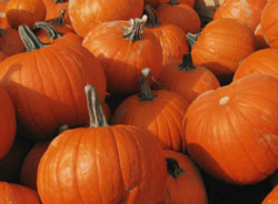 fall pumpkins