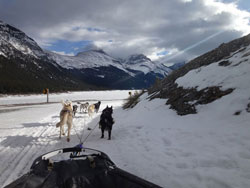 Dog Sledding in the Winter