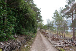 Rhododendrons Invade Scotland