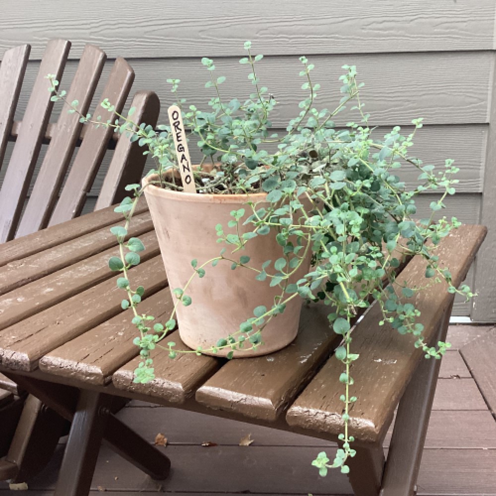Popsicle stick garden markers