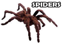 spider facts