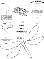 dragonfly life cycle worksheets